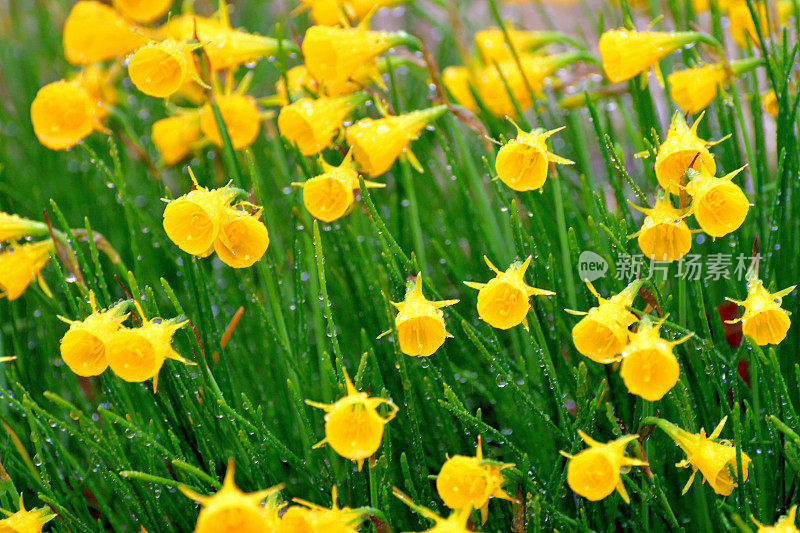 水仙/裙水仙花/钩裙水仙花